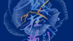 Midnight Valerie – Eng Sub